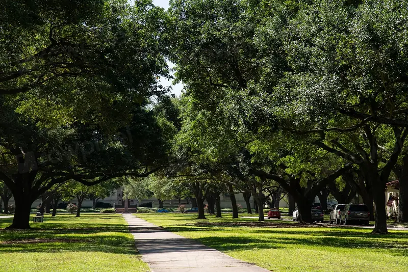 Allée bordée d'arbres sur une pelouse de campus